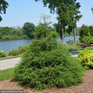 Falsecypress – Soft Serve – #3 Container