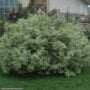 Dogwood – Ivory Halo Red Twig – #3 Container