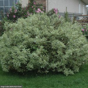 Dogwood – Ivory Halo Red Twig – #5 Container