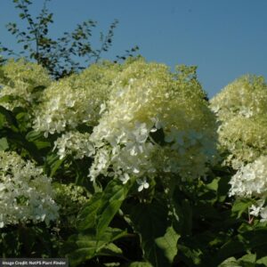 Hydrangea Paniculata – Phantom Tree – #7 Container
