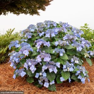 Hydrangea Macrophylla – Pop Star – #3 Container