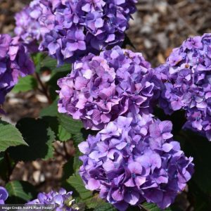 Hydrangea Macrophylla – Bloomstruck – #3 Container