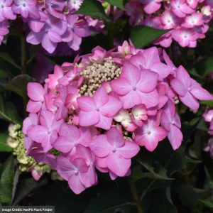 Hydrangea Macrophylla – Let’s Dance Can Do – #3 Container