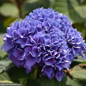 Hydrangea Macrophylla – Let’s Dance Rhythmic Blue – #3 Container