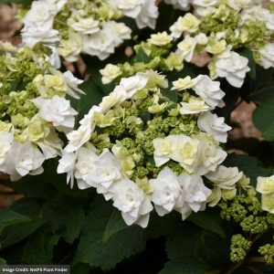 Hydrangea Macrophylla – Wedding Gown™ – #3 Container