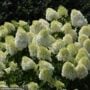 Hydrangea Paniculata – Limelight Prime – #3 Container