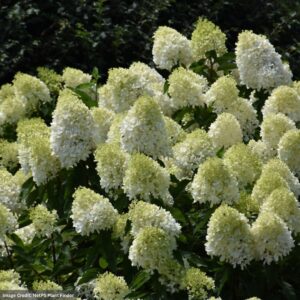 Hydrangea Paniculata – Limelight Prime – #3 Container
