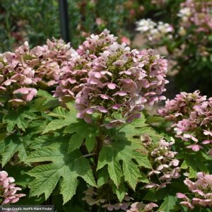 Hydrangea Quercifolia – Oak Leaf Alice – #3 Container