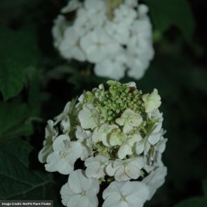 Hydrangea Quercifolia – Oak Leaf Jetstream – #3 Container