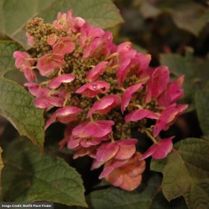 Hydrangea Quercifolia – Oak Leaf Ruby Slippers – #3 Container