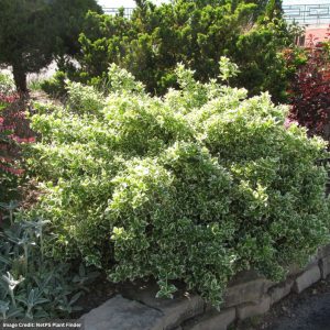 Wintercreeper (Euonymus) – Emerald Gaiety – #2 Container