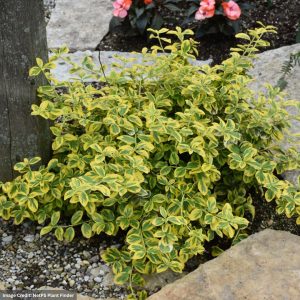 Wintercreeper (Euonymus) – Gold Splash® – #2 Container