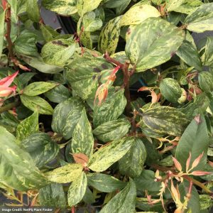 Leucothoe (Fetterbush) – Rainbow – #2 Container