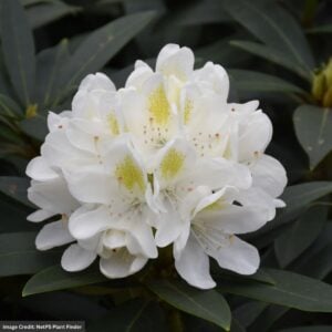 Rhododendron – Chionoides – #2 Container