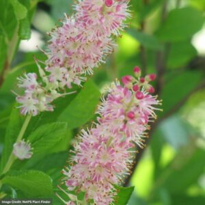 Summersweet – Ruby Spice – #3 Container
