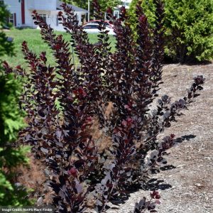 Smokebush – Winecraft Black® – #3 Container
