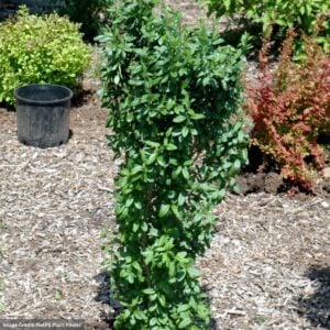 Privet – California – #5 Container