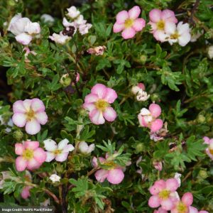 Potentilla – Happy Face Hearts® – #2 Container
