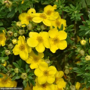 Potentilla – Happy Face® Yellow – #2 Container
