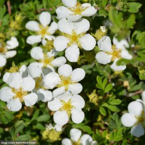 Potentilla – Happy Face® White – #2 Container