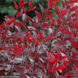 Sandcherry – Purpleleaf – #3 Container