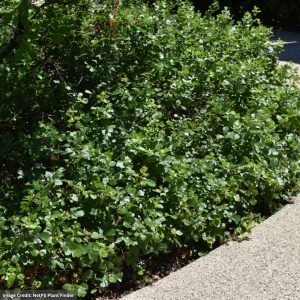 Sumac – Gro-Low Fragrant – #3 Container