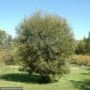 Pussy Willow – #3 Container