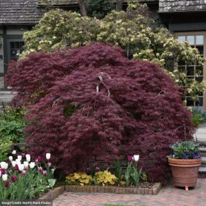 Japanese Maple – Tamukeyama – #3 Container