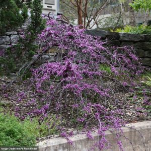 Redbud – Eastern Ruby Falls – #7 Container