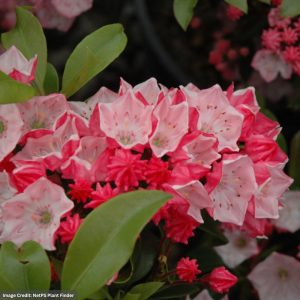 Mountain Laurel – Carol – #3 Container