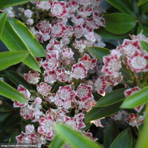 Mountain Laurel – Carousel – #3 Container