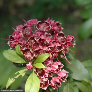 Mountain Laurel – Kaleidoscope – #3 Container