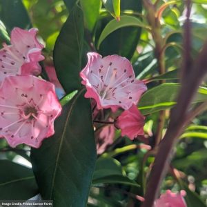 Mountain Laurel – Nipmuck – #3 Container