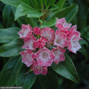Mountain Laurel – Olympic Fire – #5 Container