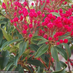 Mountain Laurel – Sarah – #3 Container