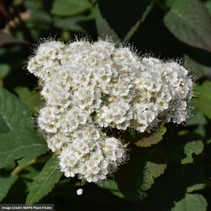 Spirea – Double Play® Blue Kazoo® – #3 Container