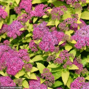 Spirea – Double Play® Gold – #3 Container