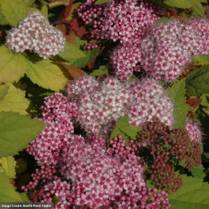 Spirea – Double Play Big Bang® – #3 Container