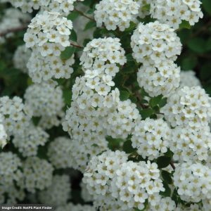Spirea – Renaissance – #3 Container