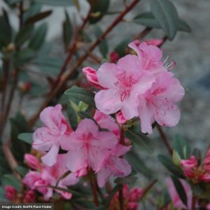 Rhododendron – Aglo – #2 Container