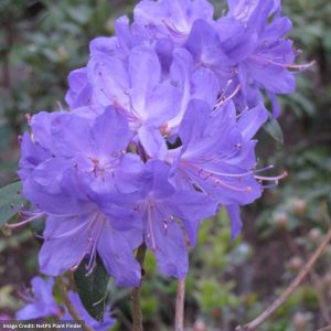 Rhododendron – Blue Baron – #2 Container