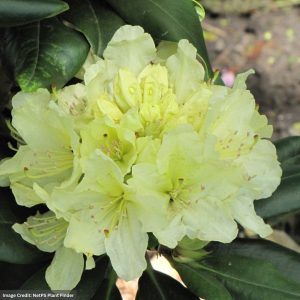 Rhododendron – Capistrano – #5 Container