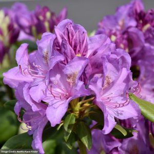 Rhododendron – Boursault – #3 Container