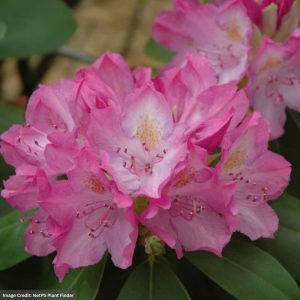 Rhododendron – English Roseum – #2 Container