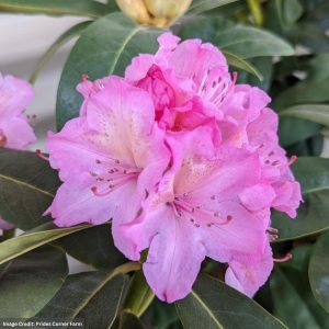 Rhododendron – Holden’s Fuchsia – #2 Container