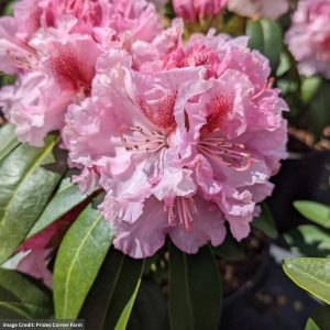 Rhododendron – Holden’s Pink Flare – #2 Container