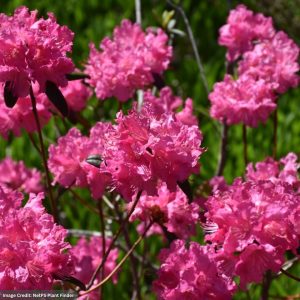 Rhododendron – Landmark – #3 Container
