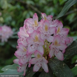 Rhododendron – Maximum Independence – #3 Container