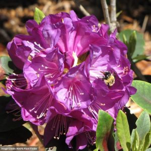 Rhododendron – Purple Passion – #5 Container