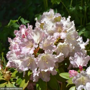 Rhododendron – Hoopla – #2 Container